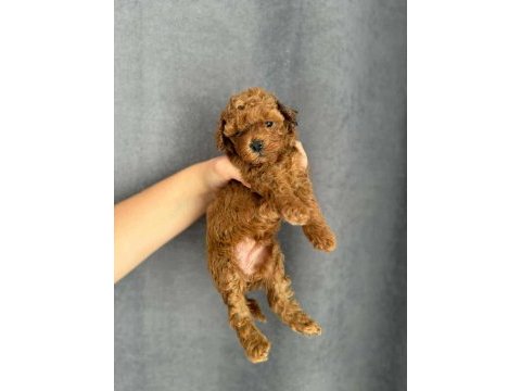 Orjinal  red brown baby face toy poodle yavrular
