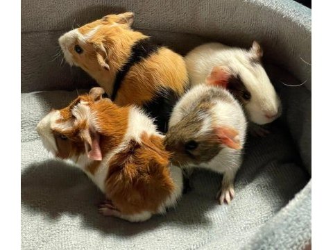 Guineapig yavrular aynı gün set halinde teslim edilir
