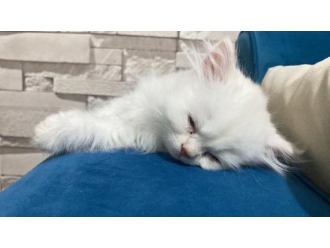 1 buçuk aylık dişi british longhair