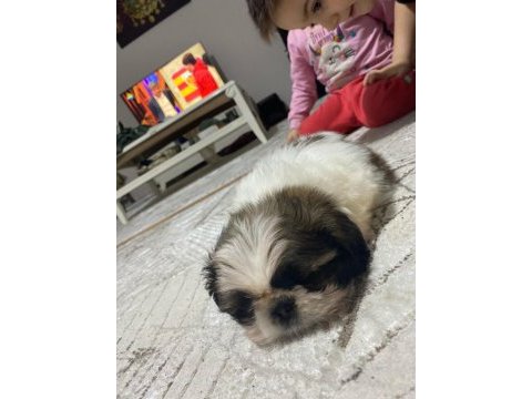 Yavru şitsu köpeği