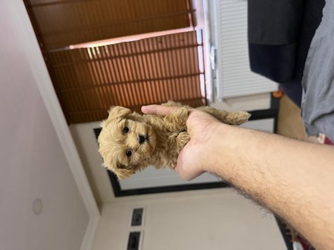 Micro teacup özel yavru