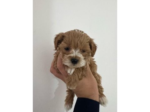 Ev üretimi gerçek teacup maltipoo