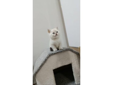 Point british shorthair kız kardeşler