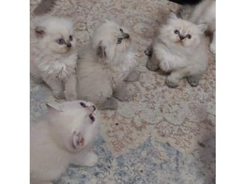 Topkafa kan hattı belli safkan cins kediler