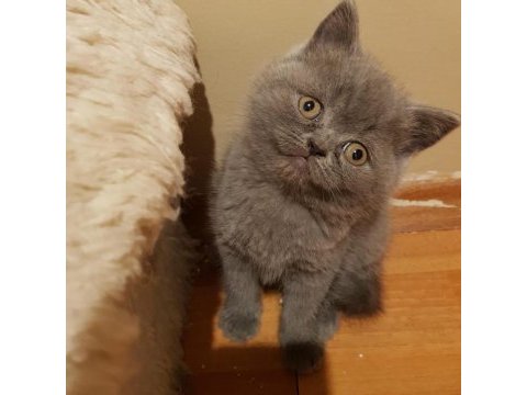 Veteriner kliniğinden safkan yavrular scottish fold