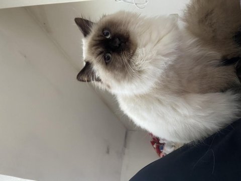 9 aylık erkek kedimiz