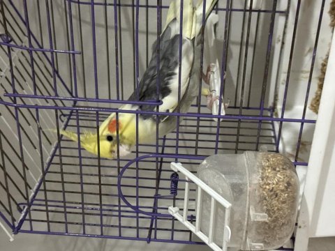 Konuşan erkek jumbo sultan papağanı 5000