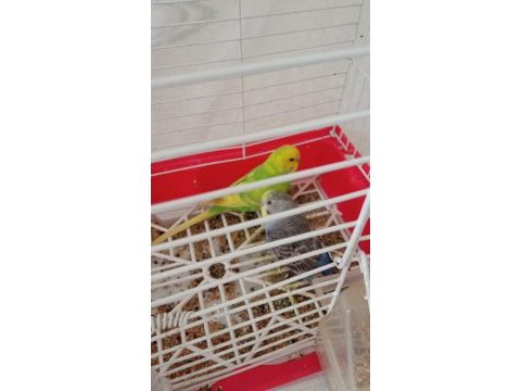 Sahiplendirilecek muhabbet kuşlar