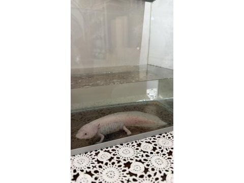Beyaz albino axolotl