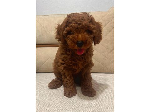 Toy poodle bebekler