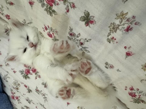 Chinchilla yavrularım