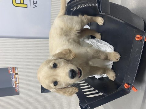 Golden retriever