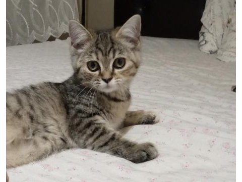 2 aylık iki adet yavrumuz sahiplendirilecek