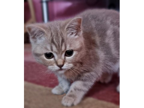 Bir dişi ve bir erkek british shorthair yavrum