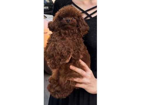 Orjinal kore kan toy poodle bebeklerimiz