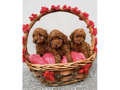 Poodle bebekleri