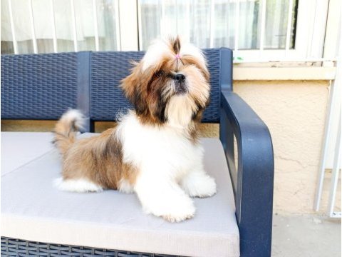 Eşsiz shih tzu yavrularımız yeni yuvalarını arıyor