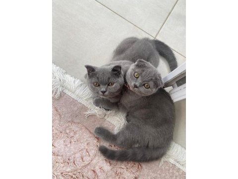 4 aylık scottish fold miniklerim acil sahiplendirilecektir