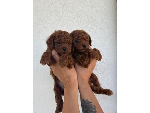 Özel red brown mini toy poodle yavruları
