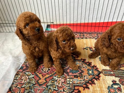 Kore red poodle