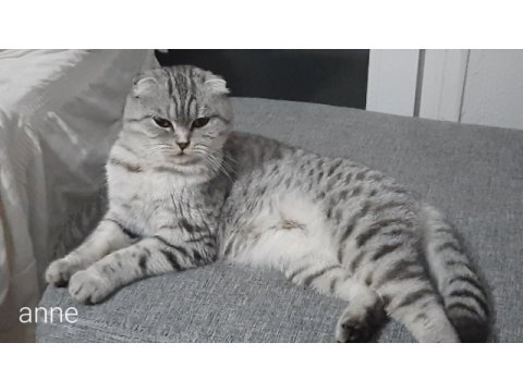 Son british shorthair yavrumuz