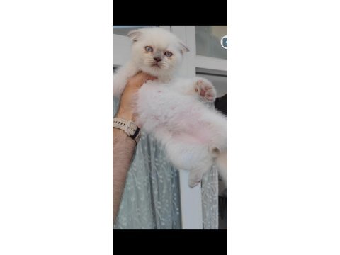 Scottish fold kedimiz