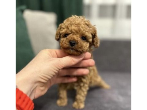 Poodle saf ırk köpeğim