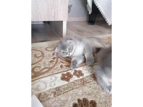 3 aylık 2 dişi 1 erkek scottish fold gri renk
