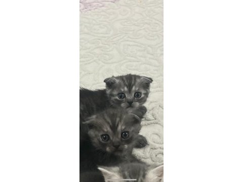 Scottish fold teslime hazır