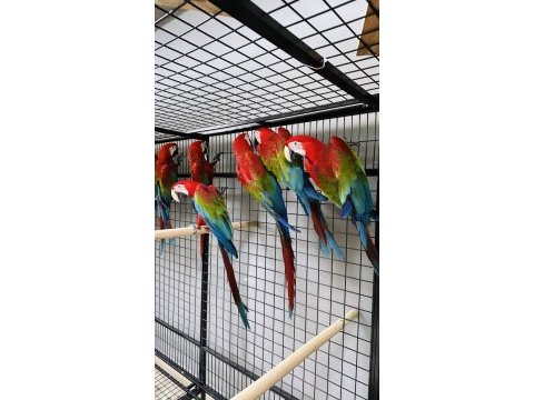 Kırmızı macaw ara papağanları