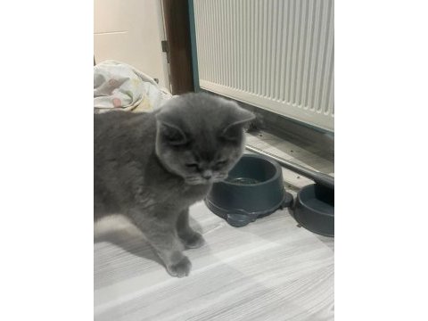 British shorthair 4 yaşında