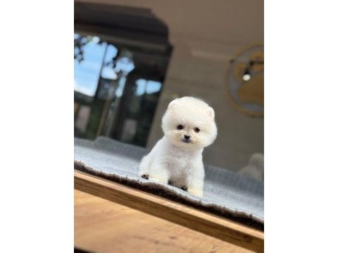 Pomeranian bebek