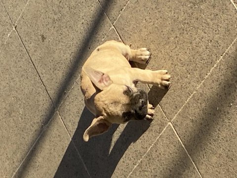 French bulldog