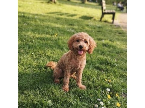 7 aylık dişi toy poodle