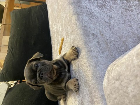 French bulldog egzotık renkler