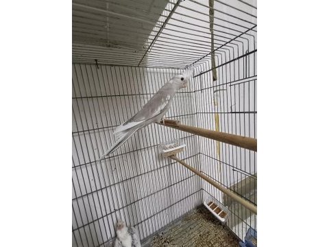 Wf cinnamon pied 2 aylık sultan papağanı yeme düştü