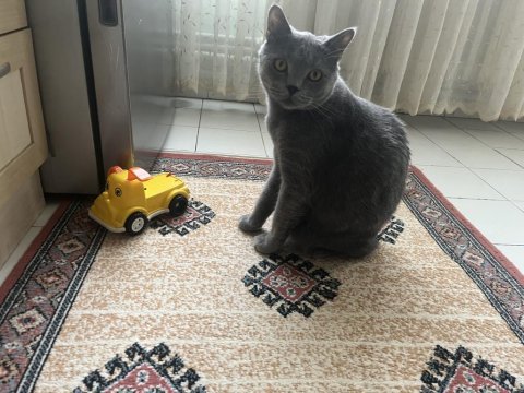 British shorthair erkek kedimiz sahiplendirilecek