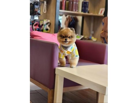 13 aylık efsane mini erkek pomeranian eğitimli