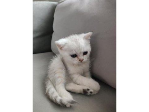 British shorthair yavrularımız
