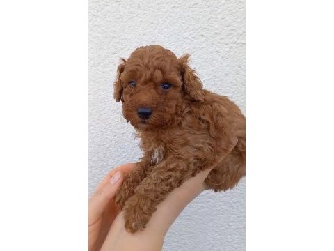 8 adet toy poodle uyguna sahiplendirilecek acil