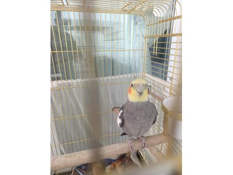 Jumbo orijinal damızlık 2 yaşında sultan papağanı