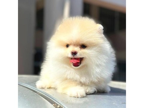 Ayı surat pomeranian boo