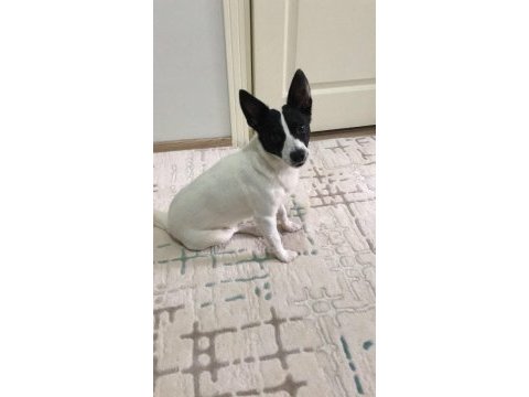 Jack russell 6 yaşında erkek
