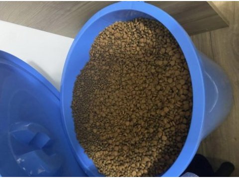 Erkek scottish fold 1 yaşında
