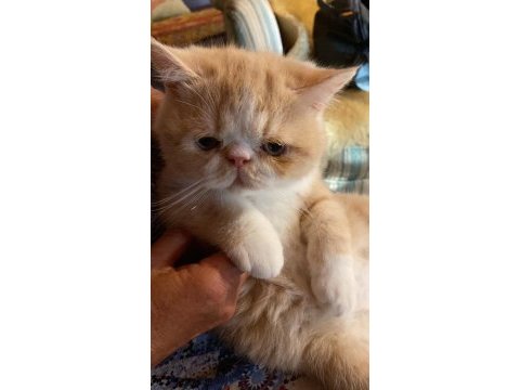 Exotic shorthair oğlumuza yuva arıyoruz | redpoint