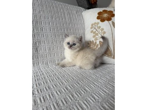 Kedimiz british shorthair 55 günlük
