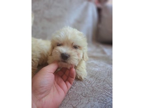 Maltipoo yavrumuz