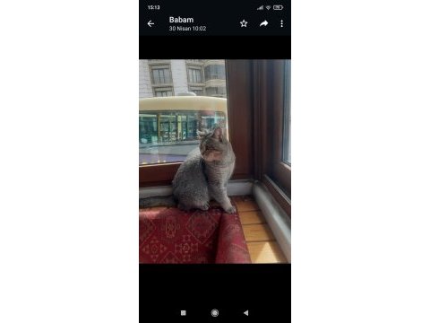 10 aylık british longhair