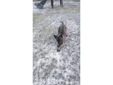 Kalite malinois yavruları 1 dişi ve 1 erkek