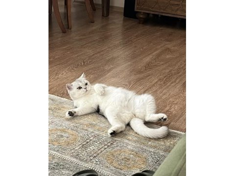 Güzeller güzeli british shorthair pamuk